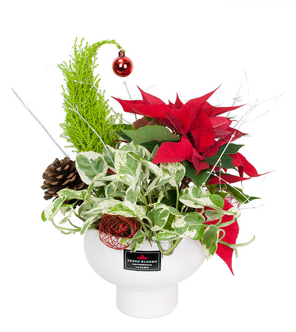 Fresh Blooms Flowers-Small Holiday Planter