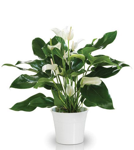 Fresh Blooms Flowers-White Anthurium