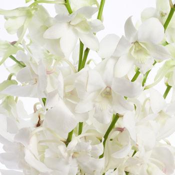 Fresh Blooms Flowers-White Dendrobium Orchids Bouquet
