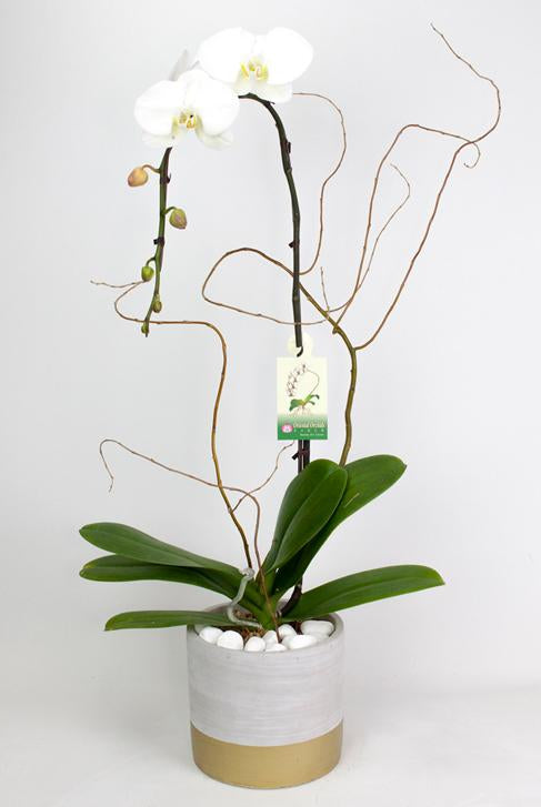 Fresh Blooms Flowers-White Orchids Elegance