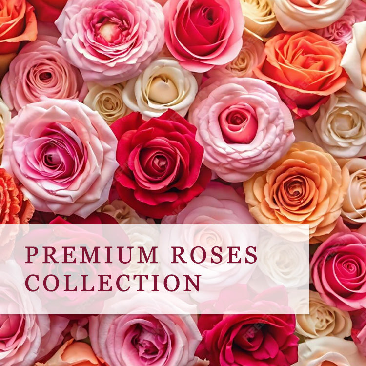 Premium Roses Collection – Fresh Blooms Flowers