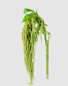 Hanging Amaranthus green on a light grey background