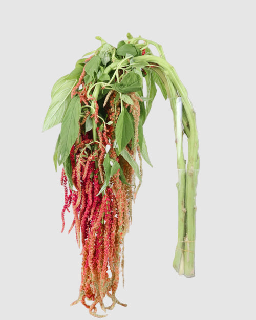 Hanging Amaranthus red on a light grey background