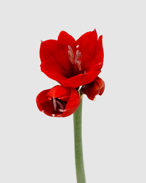 Red Amaryllis on a light gray background