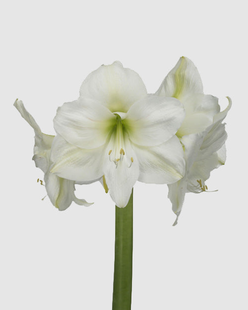 White amaryllis flower on a light grey background