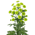 Fresh Blooms Flowers-Chrysanthemums