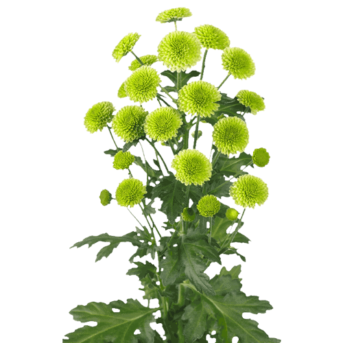 Fresh Blooms Flowers-Chrysanthemums