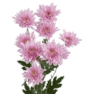 Fresh Blooms Flowers-Chrysanthemums