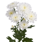 Fresh Blooms Flowers-Chrysanthemums
