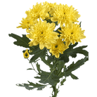 Fresh Blooms Flowers-Chrysanthemums