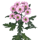 Fresh Blooms Flowers-Chrysanthemums