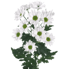 Fresh Blooms Flowers-Chrysanthemums