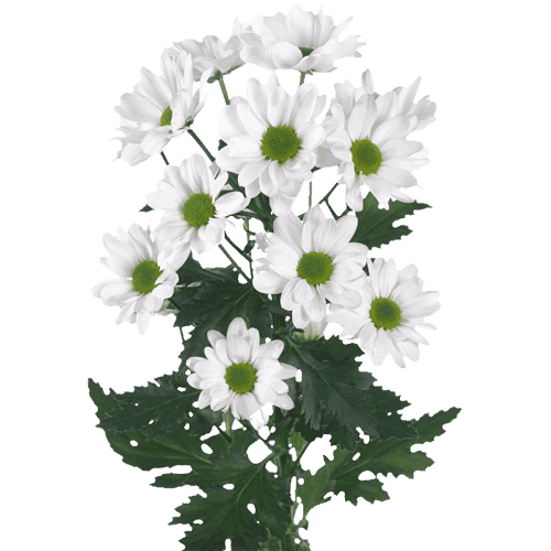 Fresh Blooms Flowers-Chrysanthemums