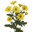 Fresh Blooms Flowers-Chrysanthemums