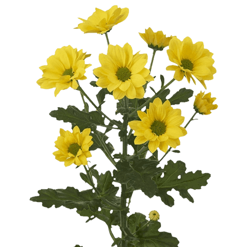 Fresh Blooms Flowers-Chrysanthemums