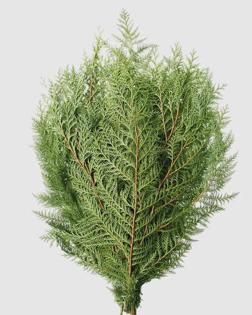 cedar on a white background