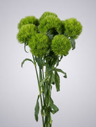 Bunch of green dianthus with fuzzy lime-green ball-shaped blooms