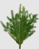 Douglas Fir on a white background