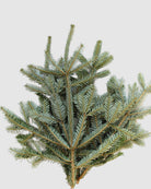 Silver Fir on a white background