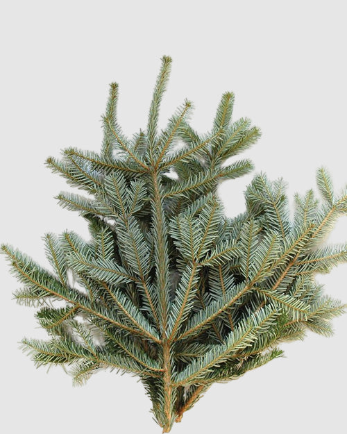 Silver Fir on a white background