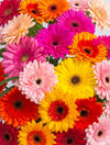 Assorted gerbera daisies in red, orange, yellow, pink and peach
