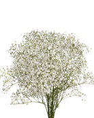 Fresh Blooms Flowers-Baby's Breath (Gypsophila)