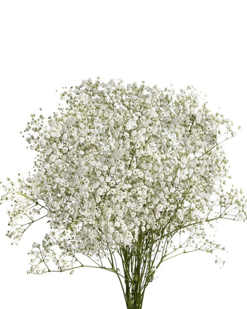 Fresh Blooms Flowers-Baby's Breath (Gypsophila)