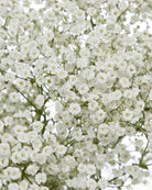 Fresh Blooms Flowers-Baby's Breath (Gypsophila)
