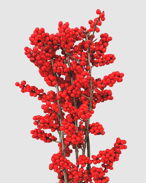 Red berries on a white background