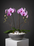 Lavish pink phalaenopsis orchids with multiple arching stems in a grey concrete bowl with white pebbles and curly willow