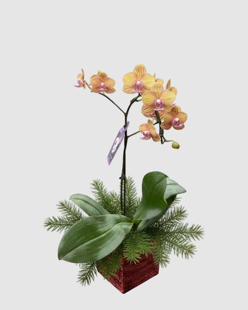Yellow orchid plant in a decorative pot with greenery on a white background