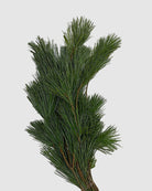 Bundled pine branches on a white background