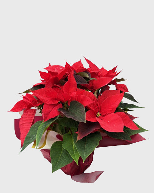 Red poinsettia plant with green leaves on a white background