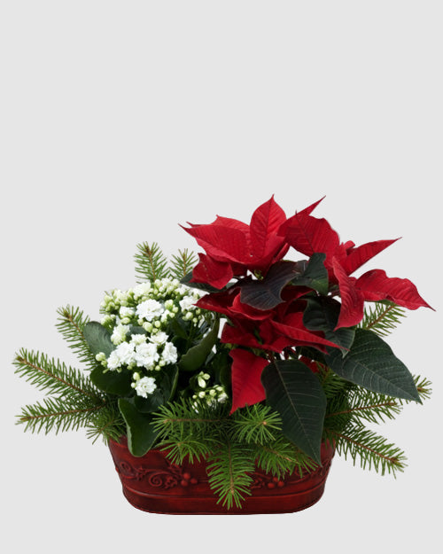 Decorative pot with red poinsettia, greenery, and white flowers on a gray background