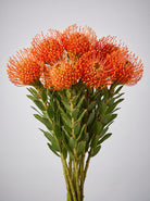 Bunch of orange pincushion protea with spiky round flower heads