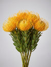 Bunch of yellow pincushion protea with spiky round flower heads
