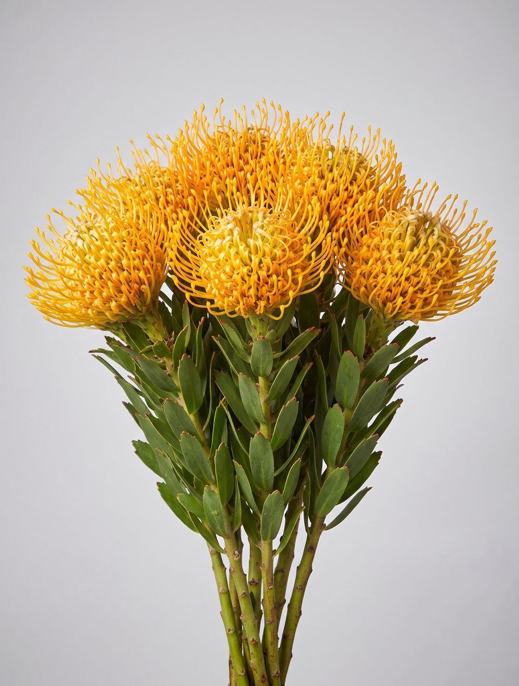 Bunch of yellow pincushion protea with spiky round flower heads