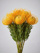 Bunch of yellow pincushion protea with spiky round flower heads