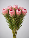 Bunch of pink protea with soft pink bracts and red tips