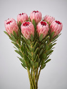Bunch of pink protea with soft pink bracts and red tips