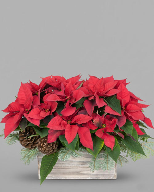 A vibrant red Festive Poinsettia plant in a wooden box, perfect for Christmas decor.
