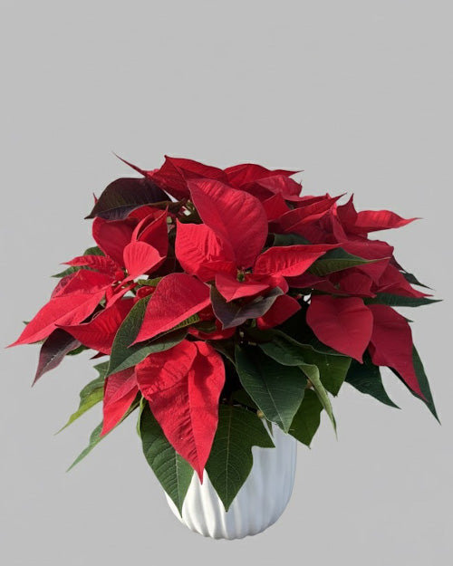 A fresh, vibrant red poinsettia plant in a festive pot, available for delivery in Vancouver.