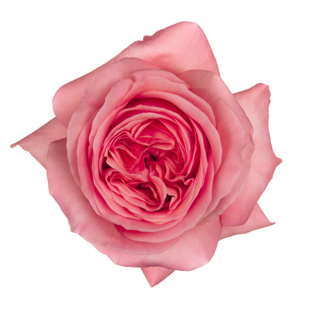 Bloom Premium Roses Premium Red Roses Bouquet - Dozen Rose Bouquet - Fresh Blooms Langley ...