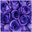 Fresh Blooms Flowers-Roses Premium 50cm - Tinted