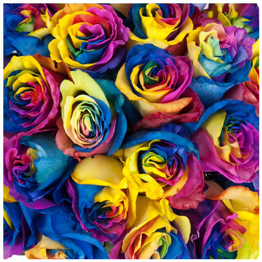 Fresh Blooms Flowers-Roses Premium 50cm - Tinted