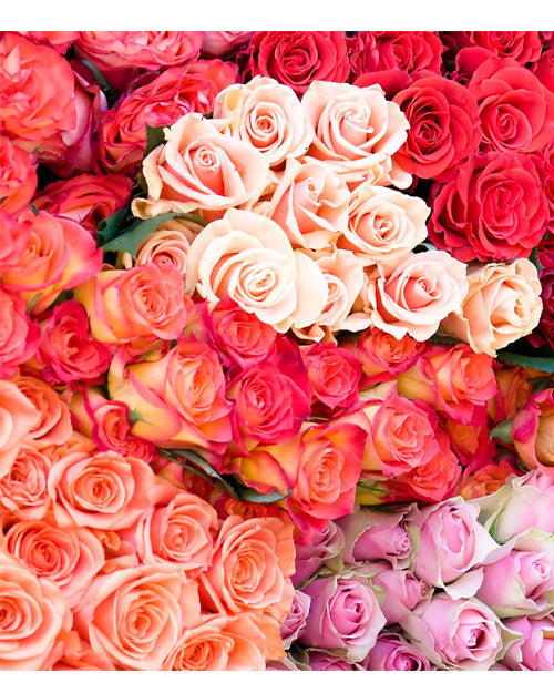 Fresh Blooms Flowers-Premium Red Roses 50cm-60cm