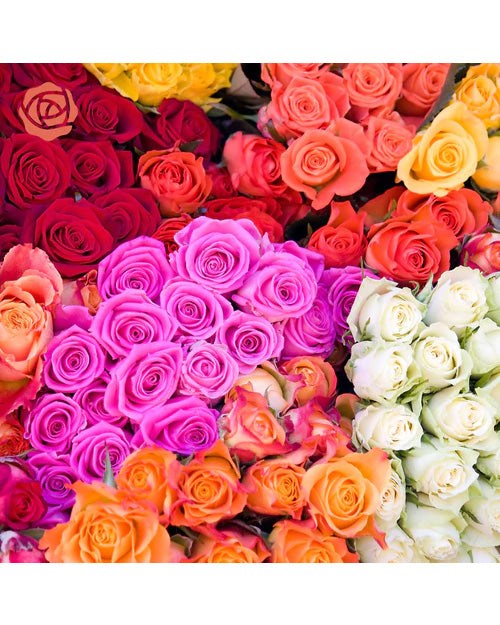 Fresh Blooms Flowers-Premium Red Roses 50cm-60cm