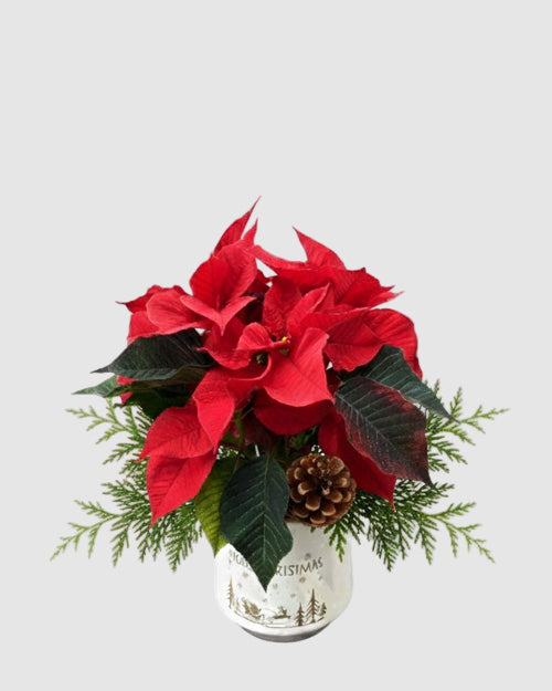 Decorative arrangement with red poinsettias and greenery in a white vase on a white background