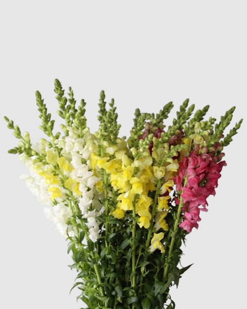 Bouquet of snapdragons in white, yellow, and pink on a light grey background