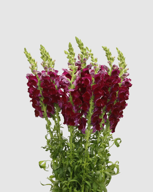 Bouquet of burgundy snapdragons on a light grey background